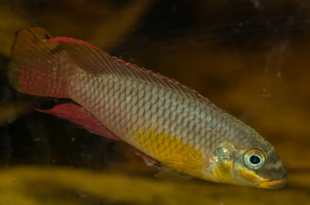 Pelvicachromis kribensis 'Ndonga' F1