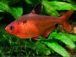 Hyphessobrycon eques
