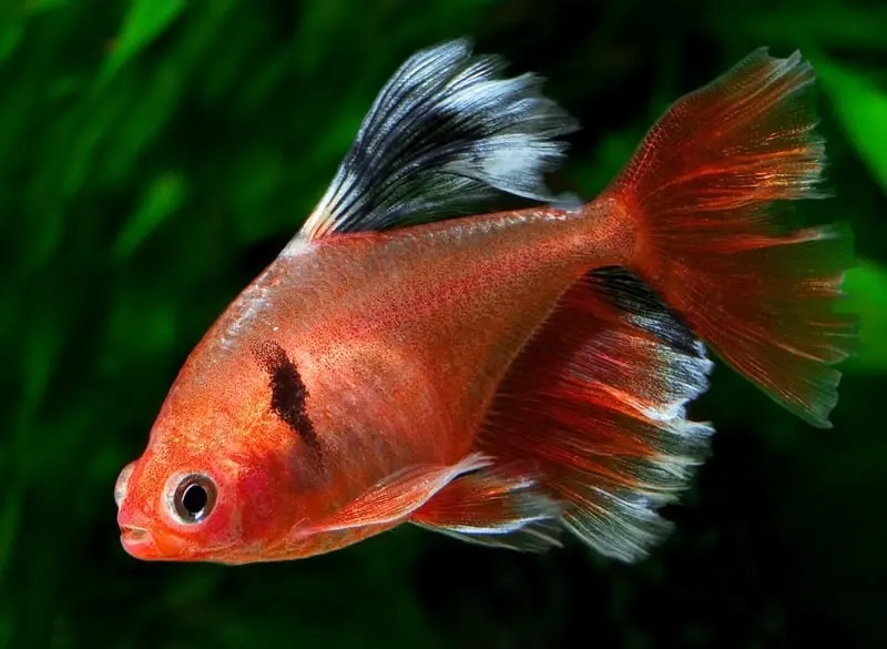 Hyphessobrycon eques long fin