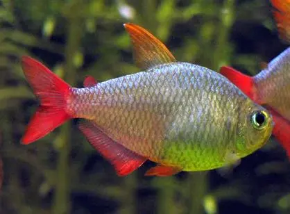 Hyphessobrycon columbianus