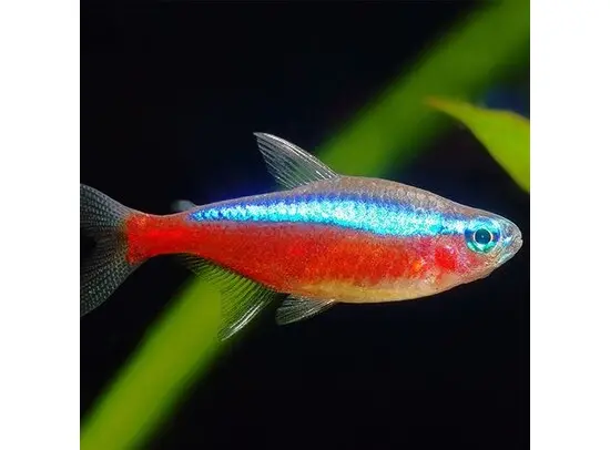 [Kardinaal tetra] Paracheirodon axelrodi