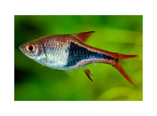 [Kegelvlek] Trigonostigma hetromorpha