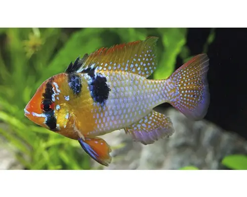 Mikrogeophagus ramirezi