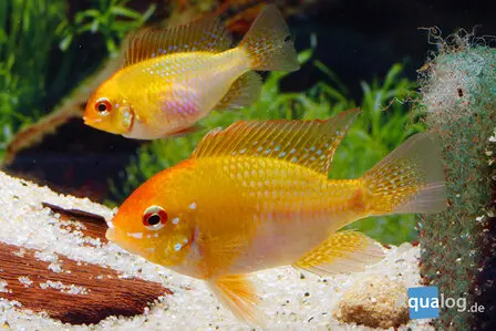 Mikrogeophagus ramirezi gold
