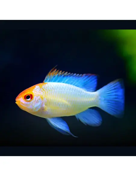 Mikrogeophagus ramirezi electric blue