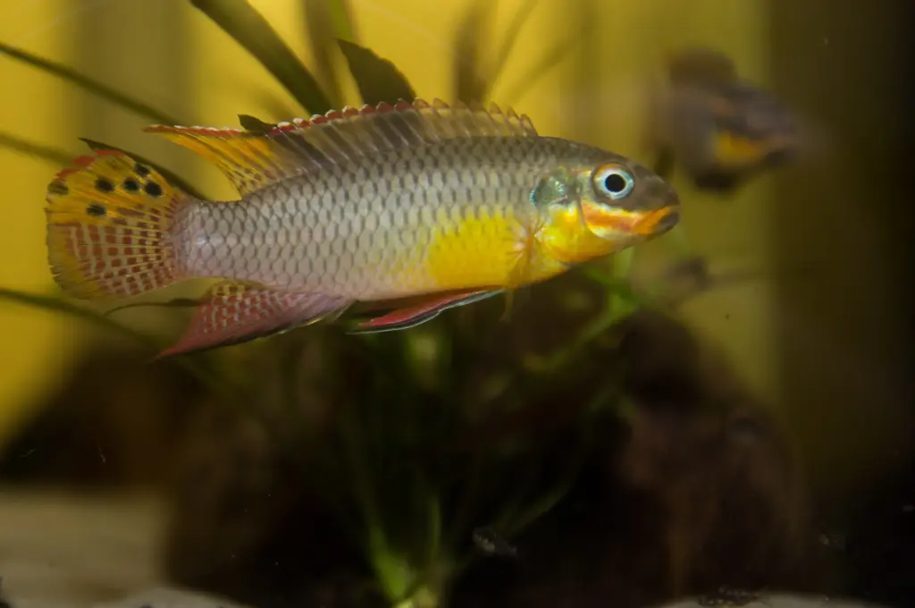 Pelvicachromis kribensis 'Idenau' F1