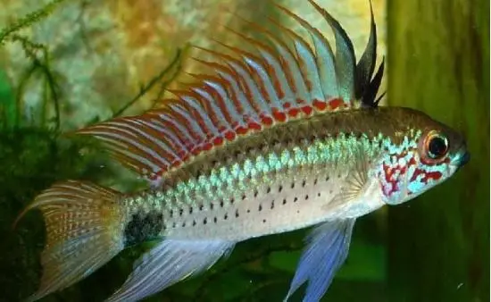 Apistogramma eremnopyge