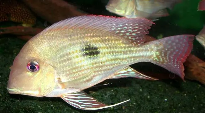 Geophagus sp. rio branco