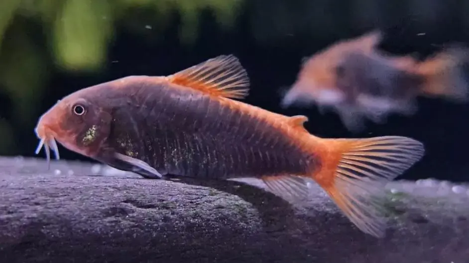 Osteogaster hephaestus 'fireball cory' f1