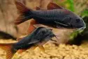 Corydora black venesuela