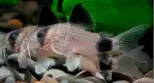 Corydora panda f2