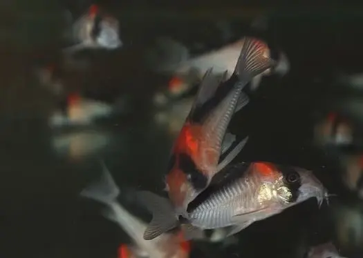 Corydora duplicareus "santa isabel" F1