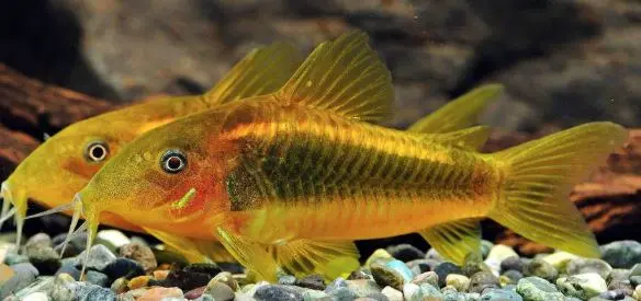 Osteogaster CW010 gold laser F1