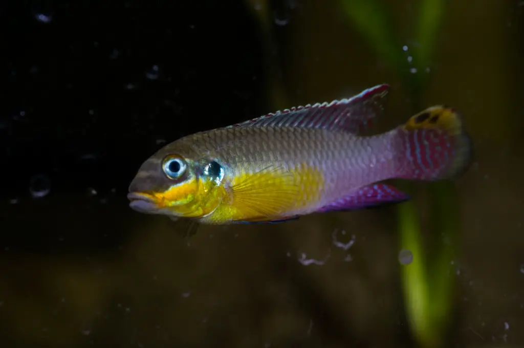 Pelvicachromis kribensis 'Kienke' F1
