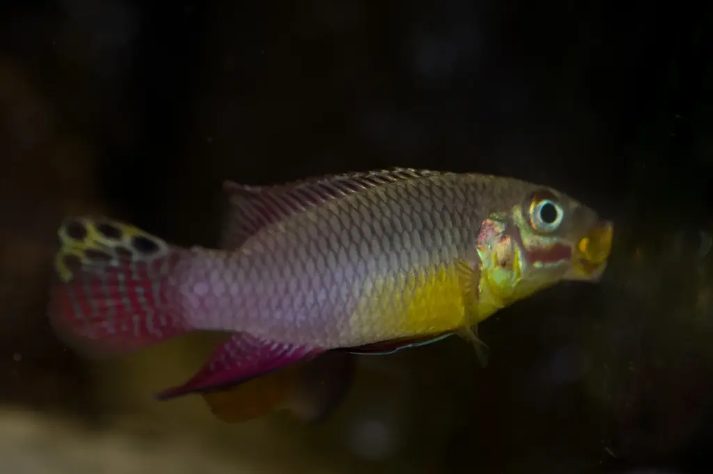 Pelvicachromis kribensis 'Dehane' F1