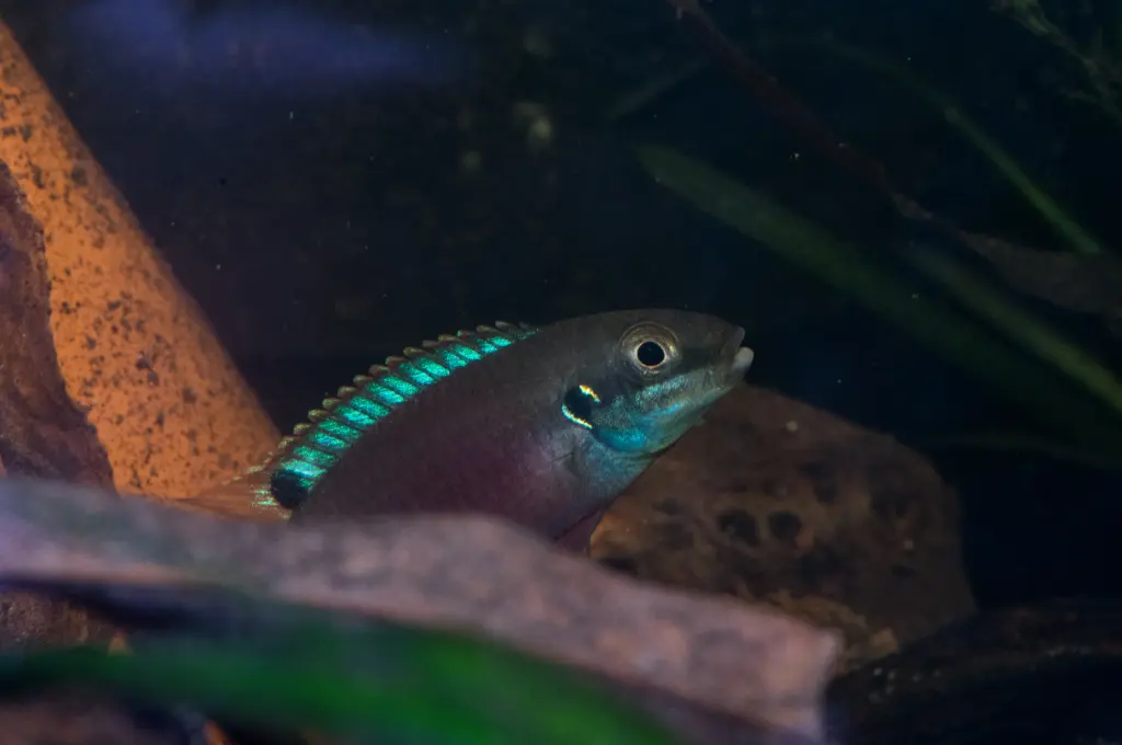 Enigmatochromis lucanusi SP.blue fin F1