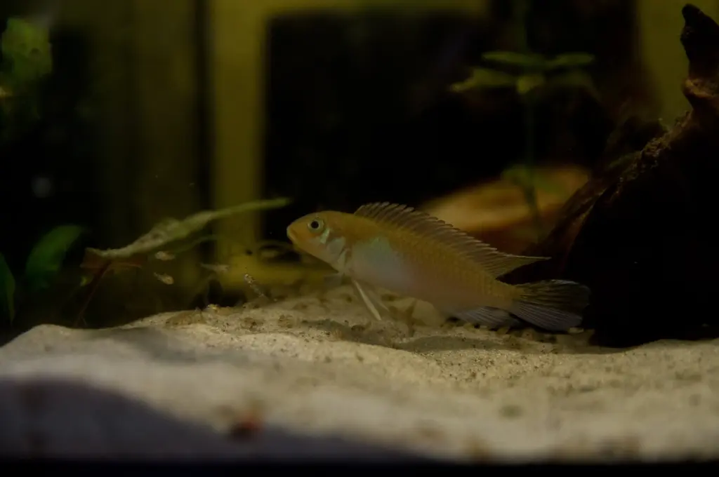 Nanochromis parilus F1