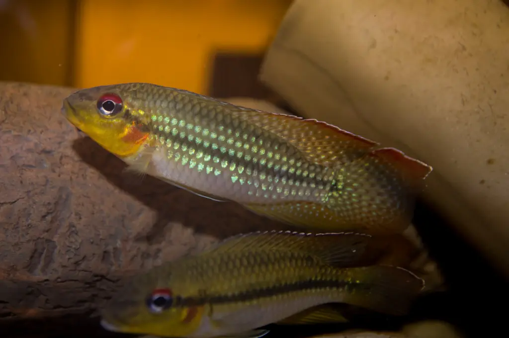 Parananochromis longirostris F1