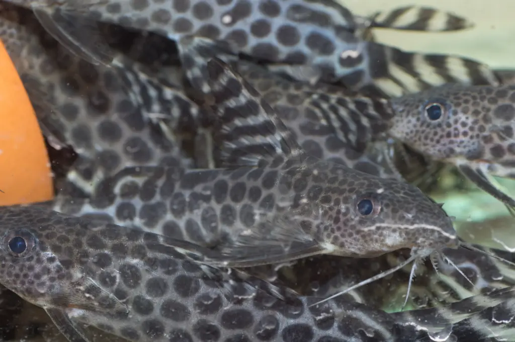 Synodontis pardalis