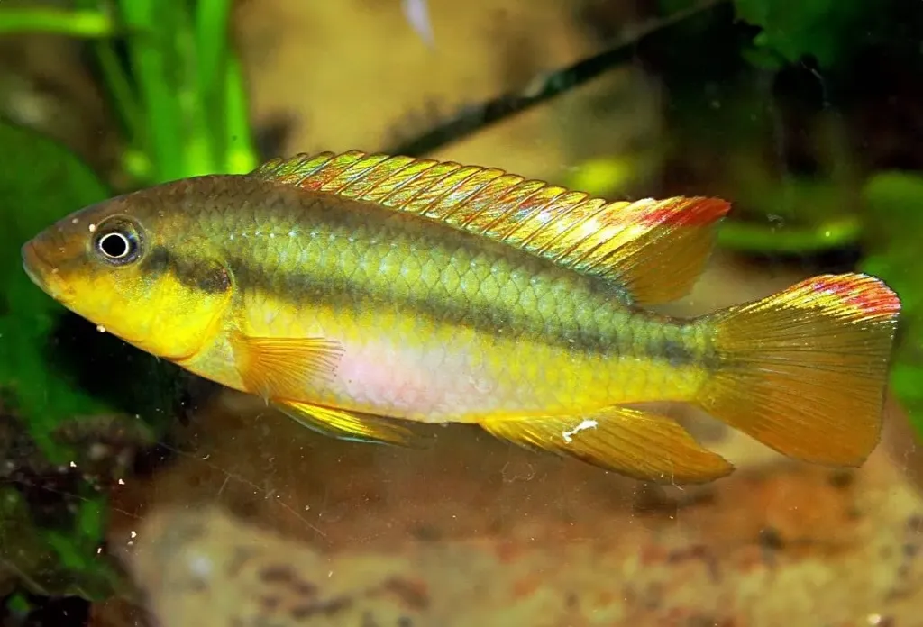 Limbochromis robertsi F2