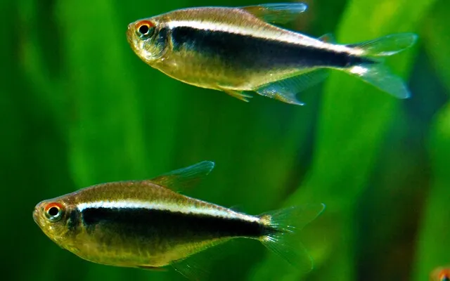  Hyphessobrycon herbertaxelrodi