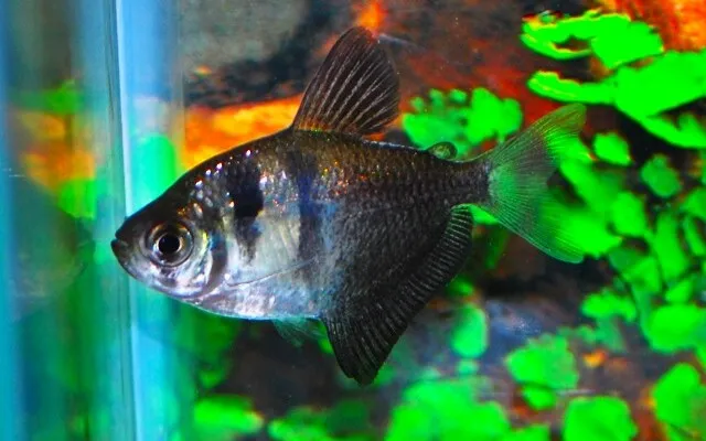  Gymnocorymbus ternetzi