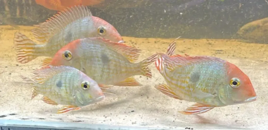 Geophagus pyrocephalus