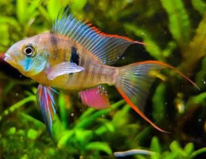 Microgeophagus altispinosa f2