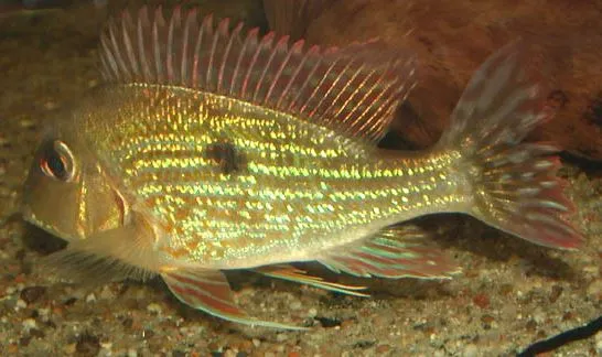 Geophagus Sveni