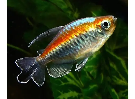 Phenacogrammus interruptus