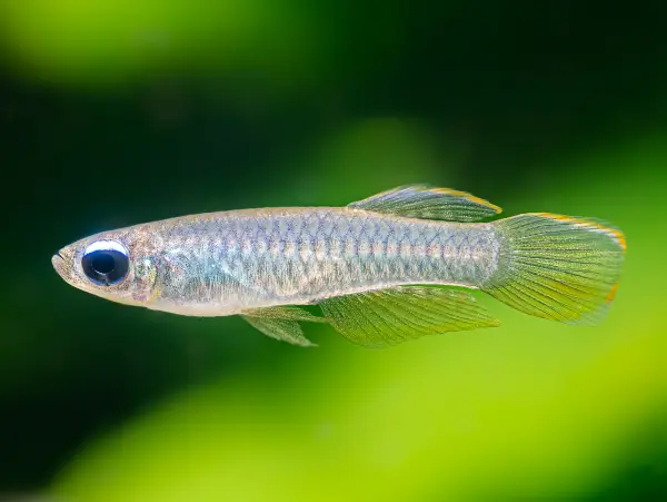 [Licht oogje] Aplocheilichthys normani