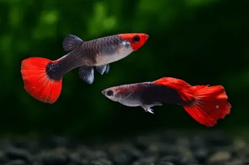 Guppy Tuxedo Clown