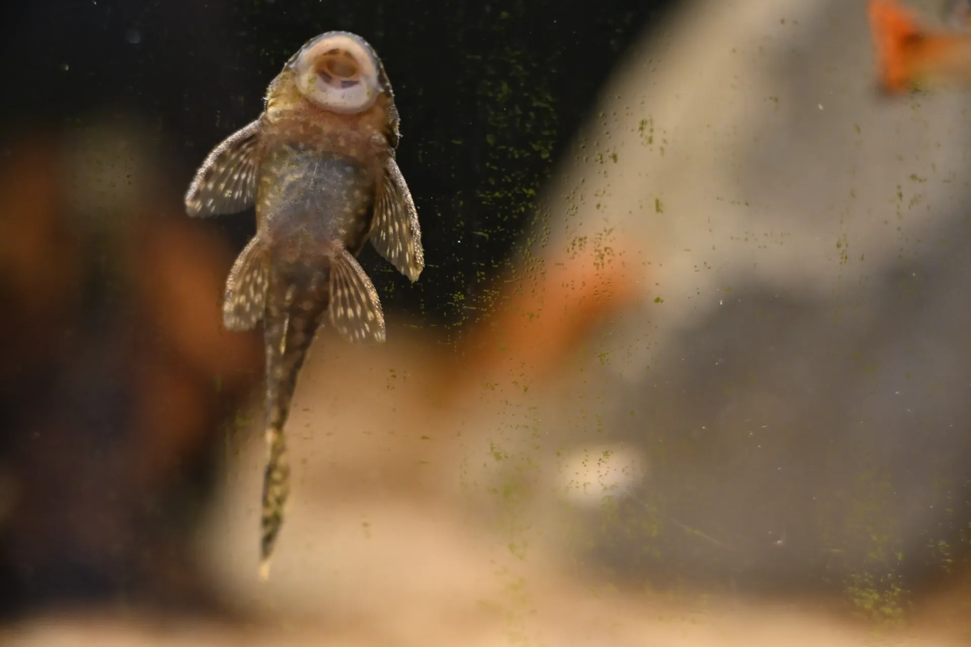 ANCISTRUS