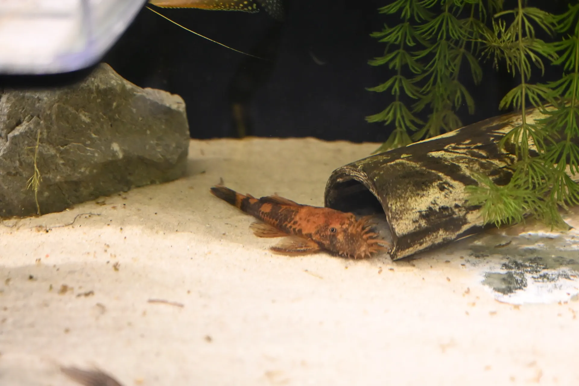 lda 16 3cm
