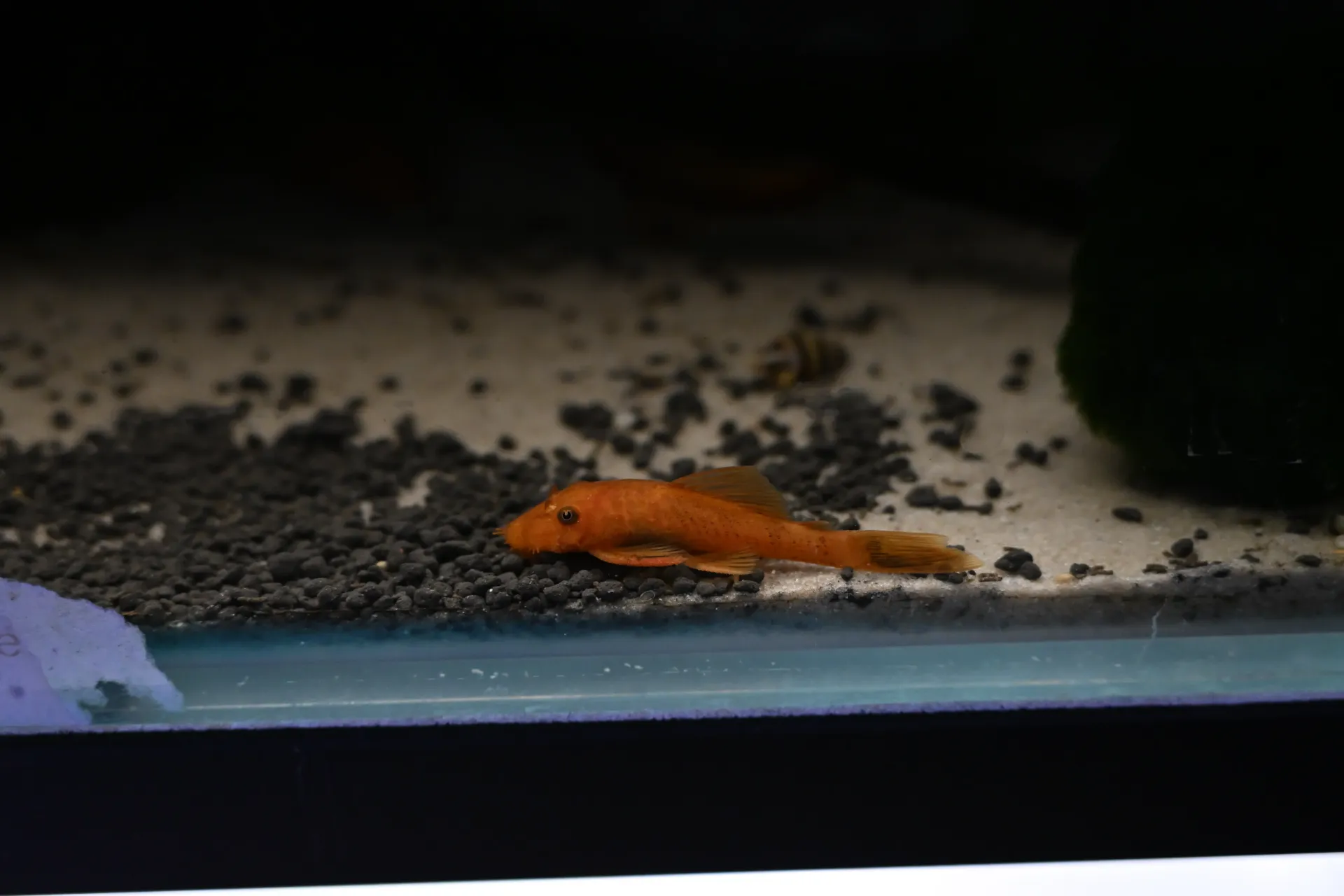 ancistrus RED vanaf 3 cm