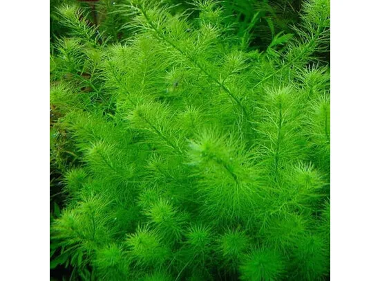 Myriophyllum brasiliensis