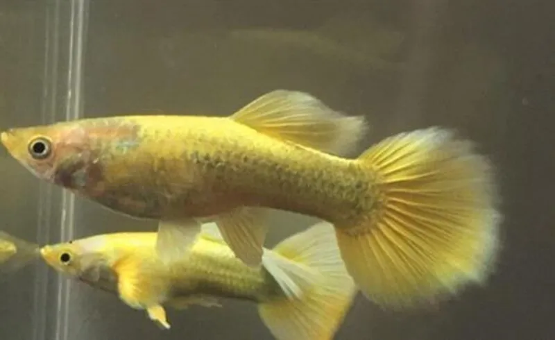 Poecilia reticulata Male 22K
