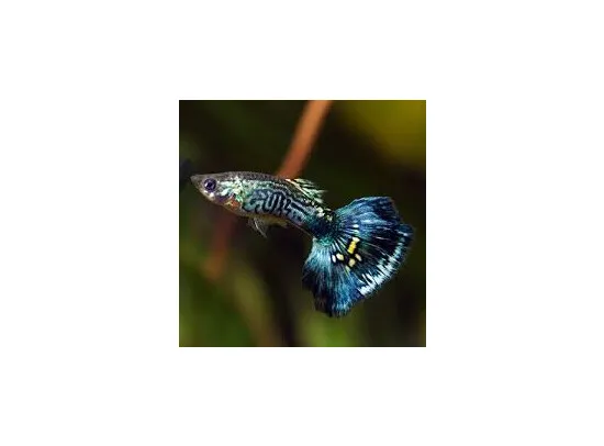Poecilia reticulata Guppy Male Twilight Cobra