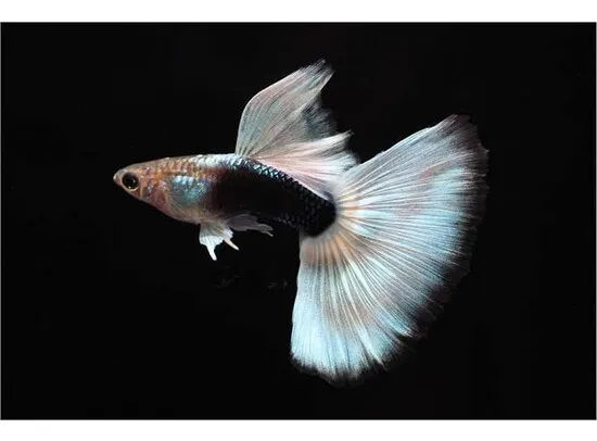 Poecilia reticulata Guppy Male White Tuxedo