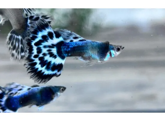 Poecilia reticulata Guppy Male Blue Elephant Half Moon