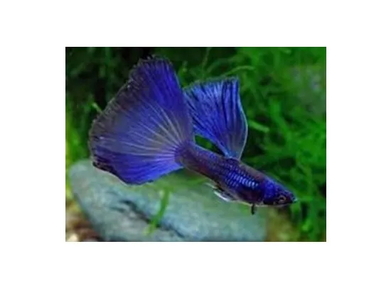 Poecilia reticulata / Guppy male Moscow blue