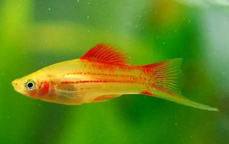 Xiphophorus helleri (xipho pineapple) zwaarddrager
