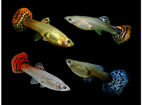 Guppy Female Cobra