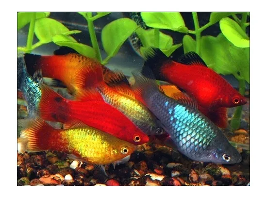 Xiphophorus maculatus Platy mix
