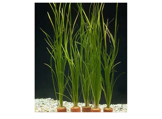Vallisneria nana