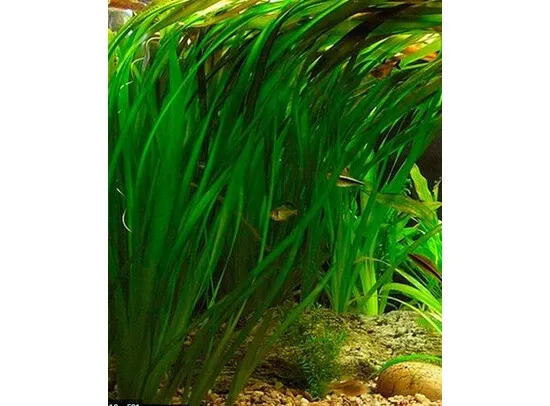 Vallisneria gigantea