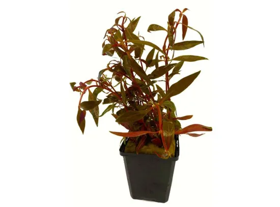 Alternanthera rosaefolia MP