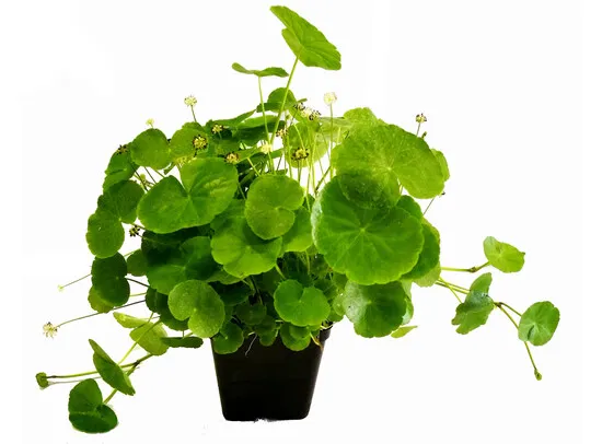Hydrocotyle leucocephala MP