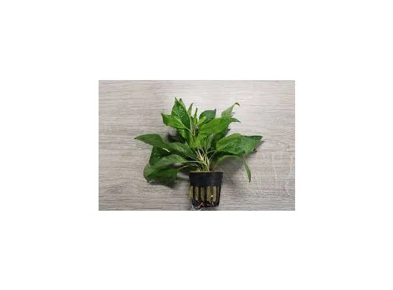 Hygrophila siamensis MP