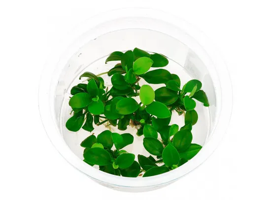 Anubias nana bonsai (inv)